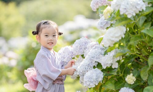 紫陽花撮影会